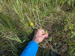 Слика од Ranunculus cardiophyllus Hook.