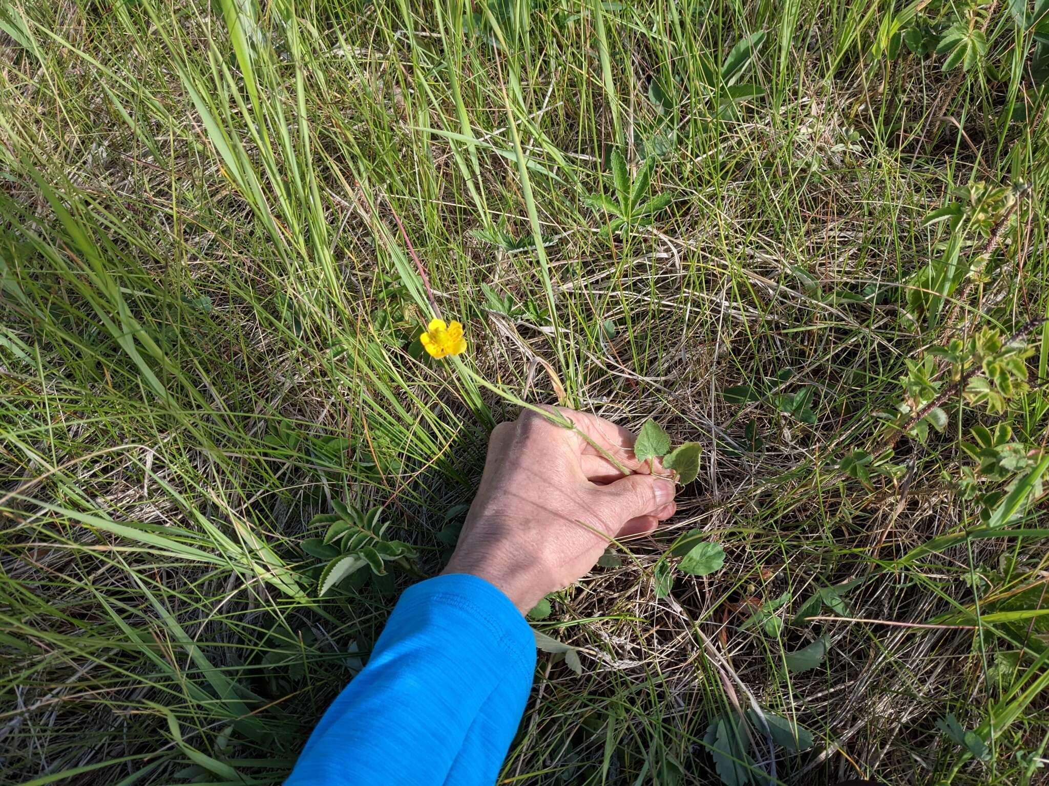 Слика од Ranunculus cardiophyllus Hook.