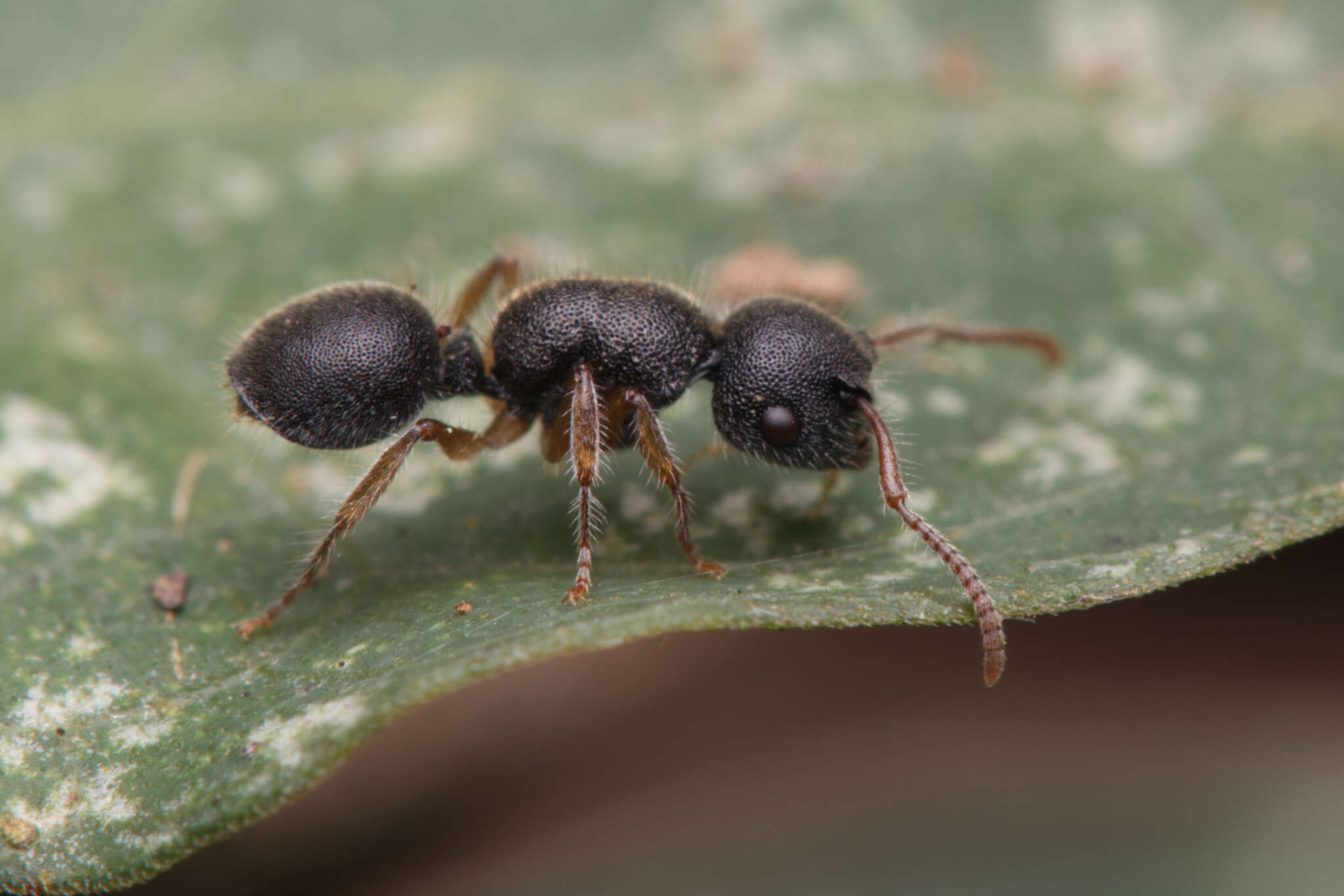 Слика од Echinopla turneri Forel 1901