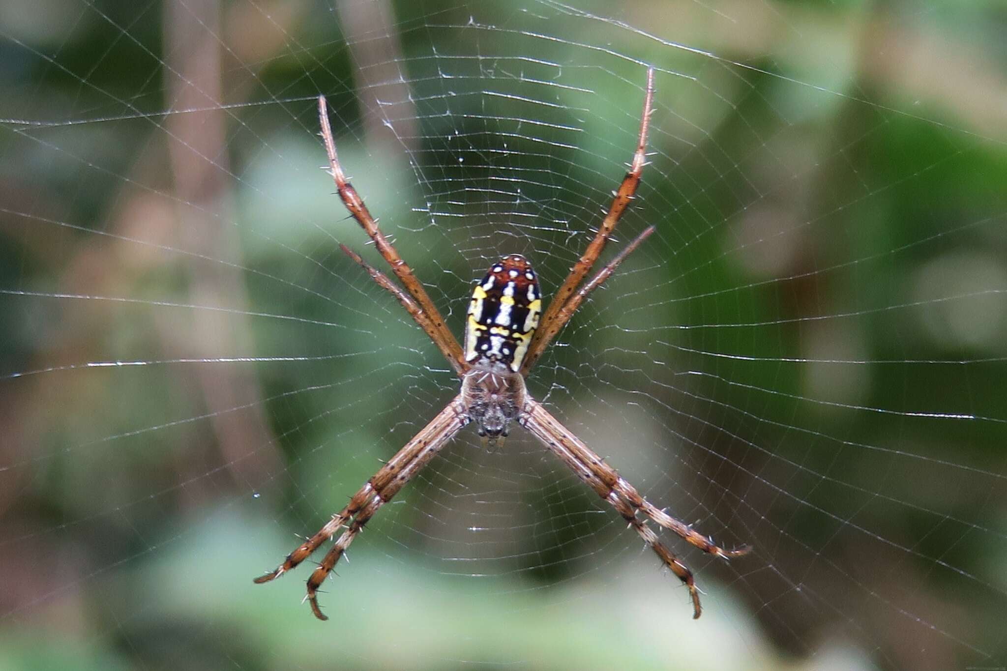 Image of Argiope dang Jäger & Praxaysombath 2009