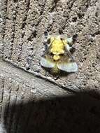 Image of Southern Flannel Moth