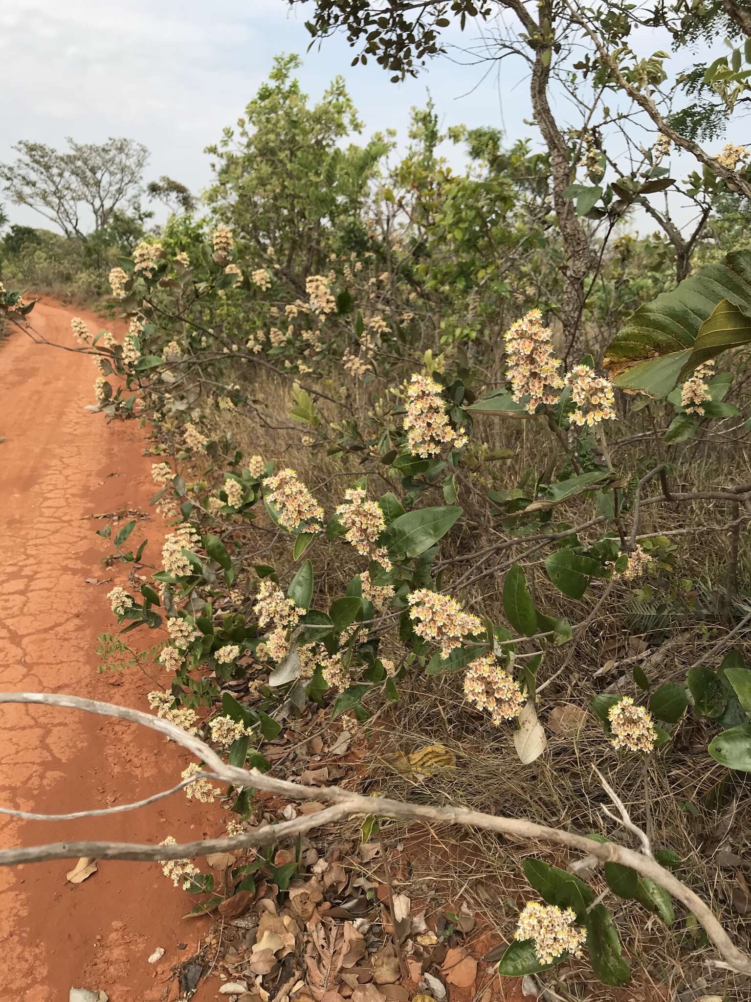 Image of Miconia fallax DC.