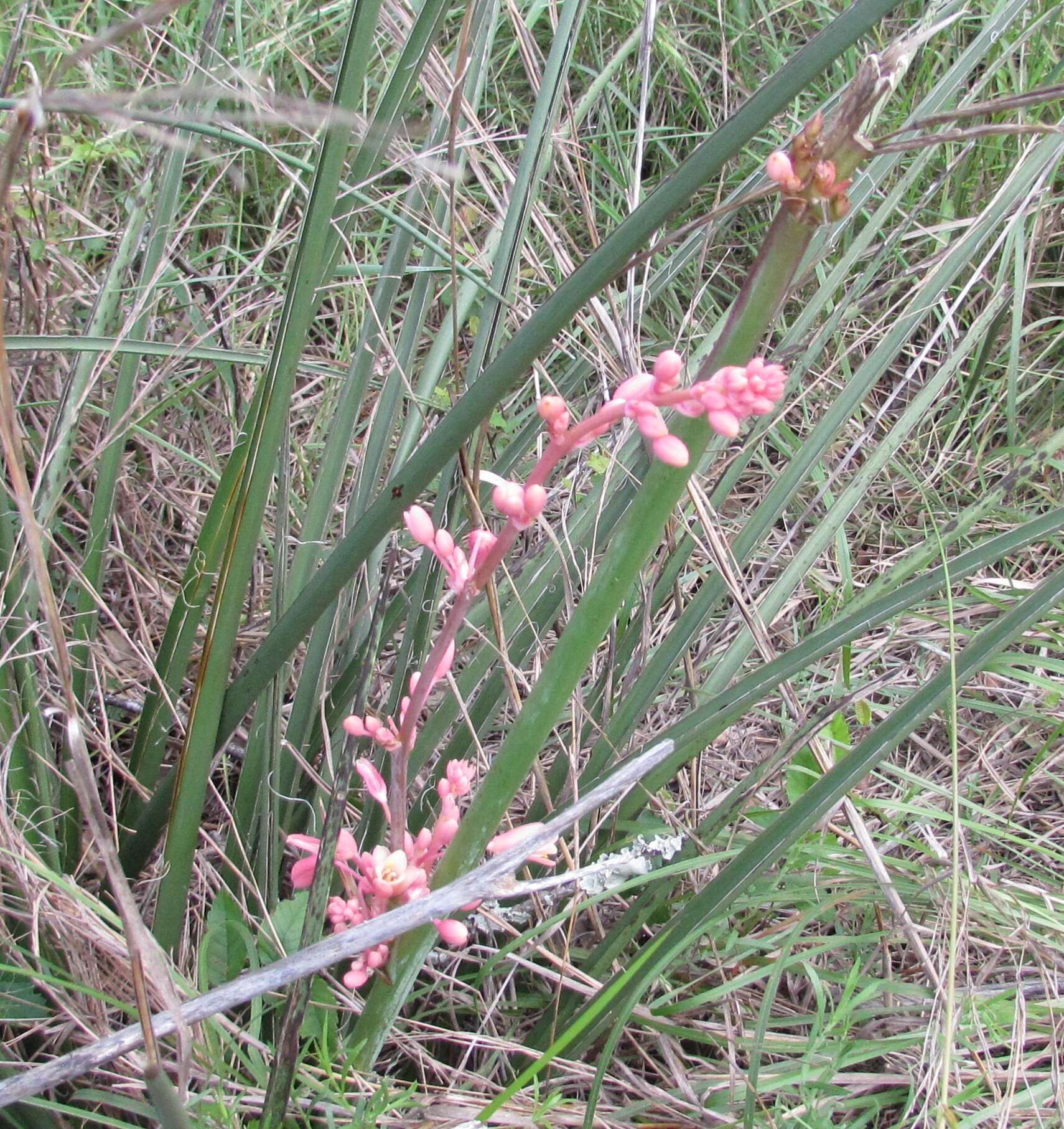 Image de Hesperaloe parviflora (Torr.) J. M. Coult.