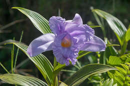 Image of Sobralia warszewiczii Rchb. fil.