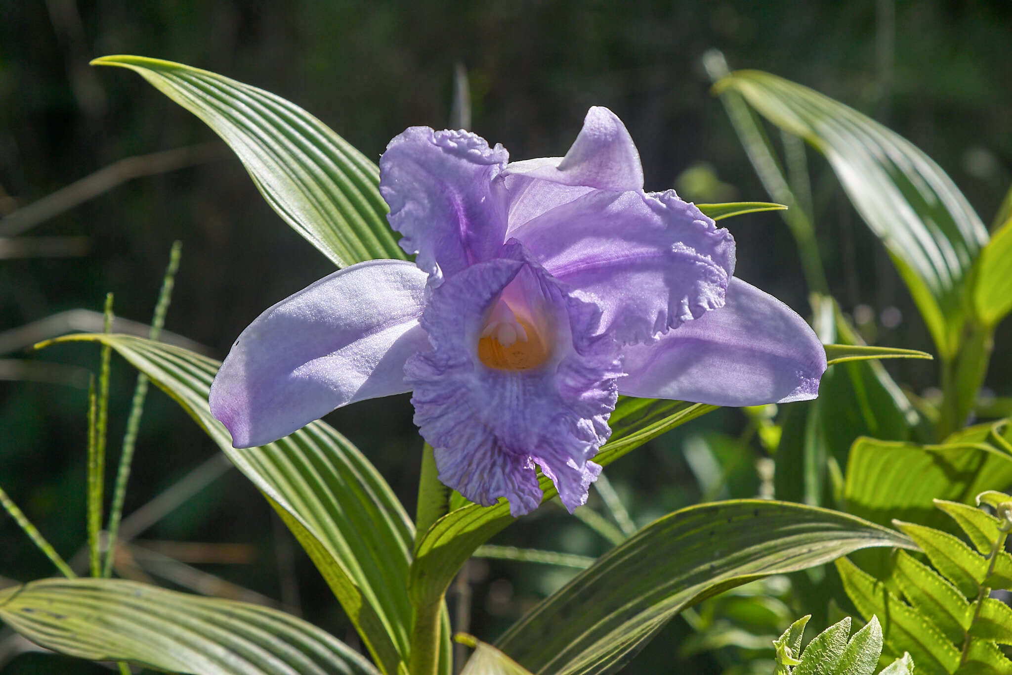 Image of Sobralia warszewiczii Rchb. fil.