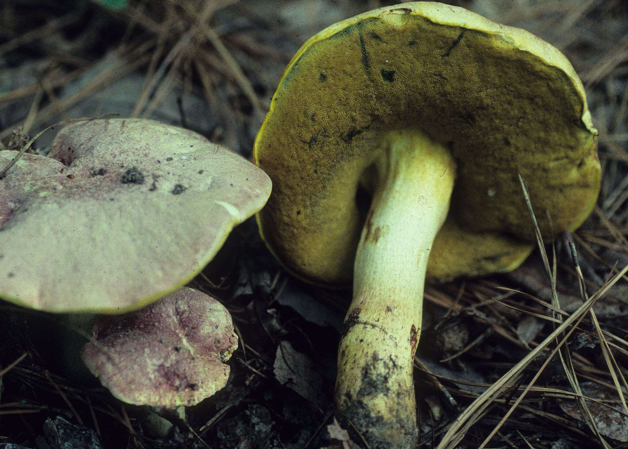 Butyriboletus pseudoregius (Heinr. Huber) D. Arora & J. L. Frank 2014 resmi