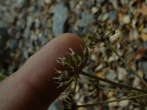 Imagem de Gingidia decipiens (Hook. fil.) J. W. Dawson