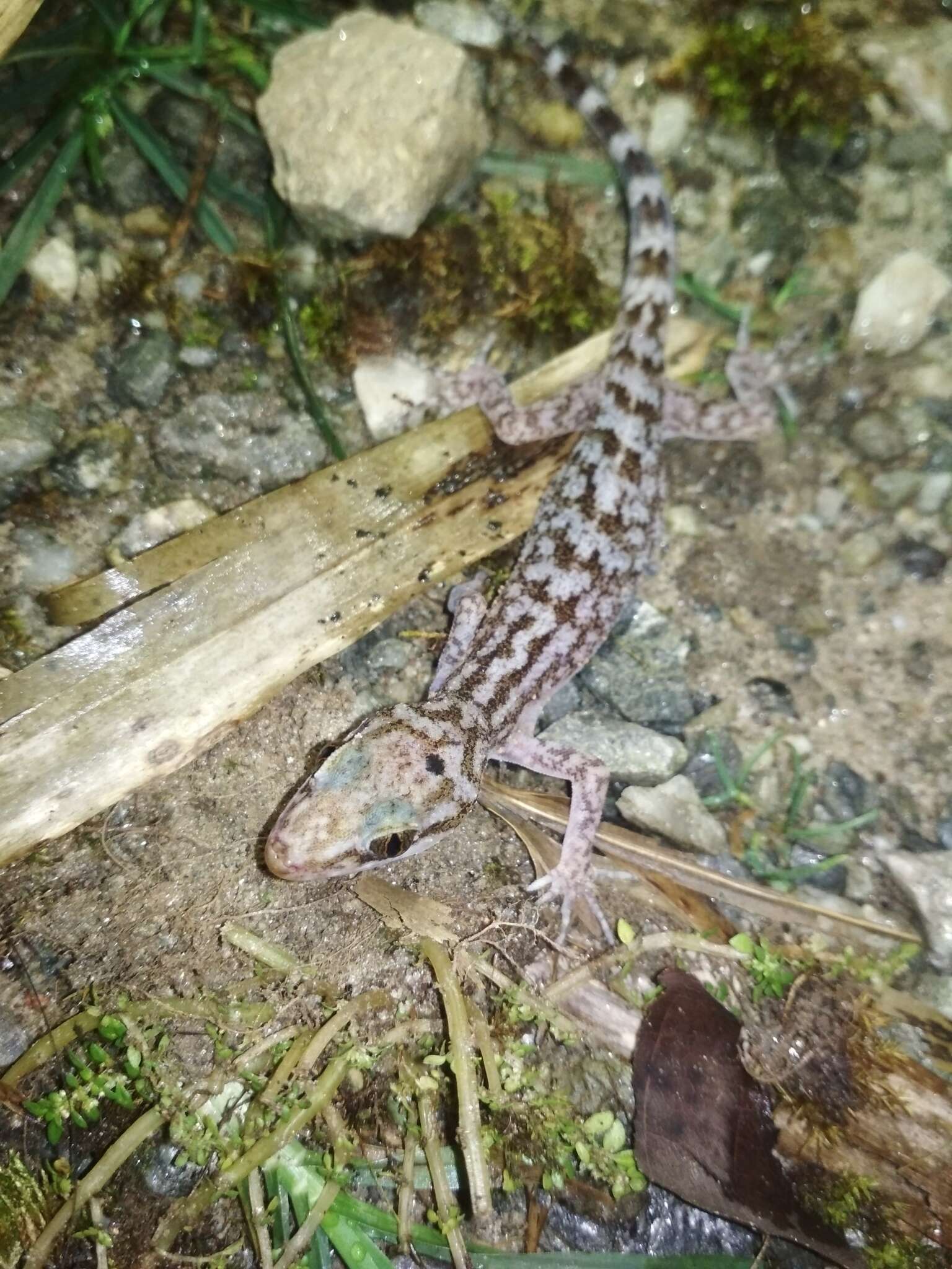 Image of Khasi Hills bent-toed Gecko