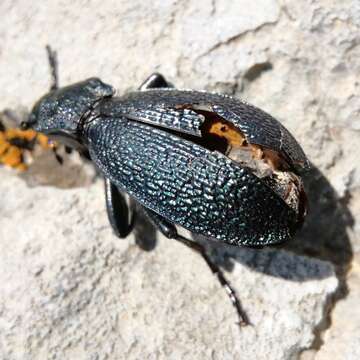 Image of Carabus (Megodontus) croaticus Dejean 1826