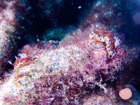 Image of Orange edged ridged black slug