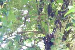 Image of Red-throated Barbet