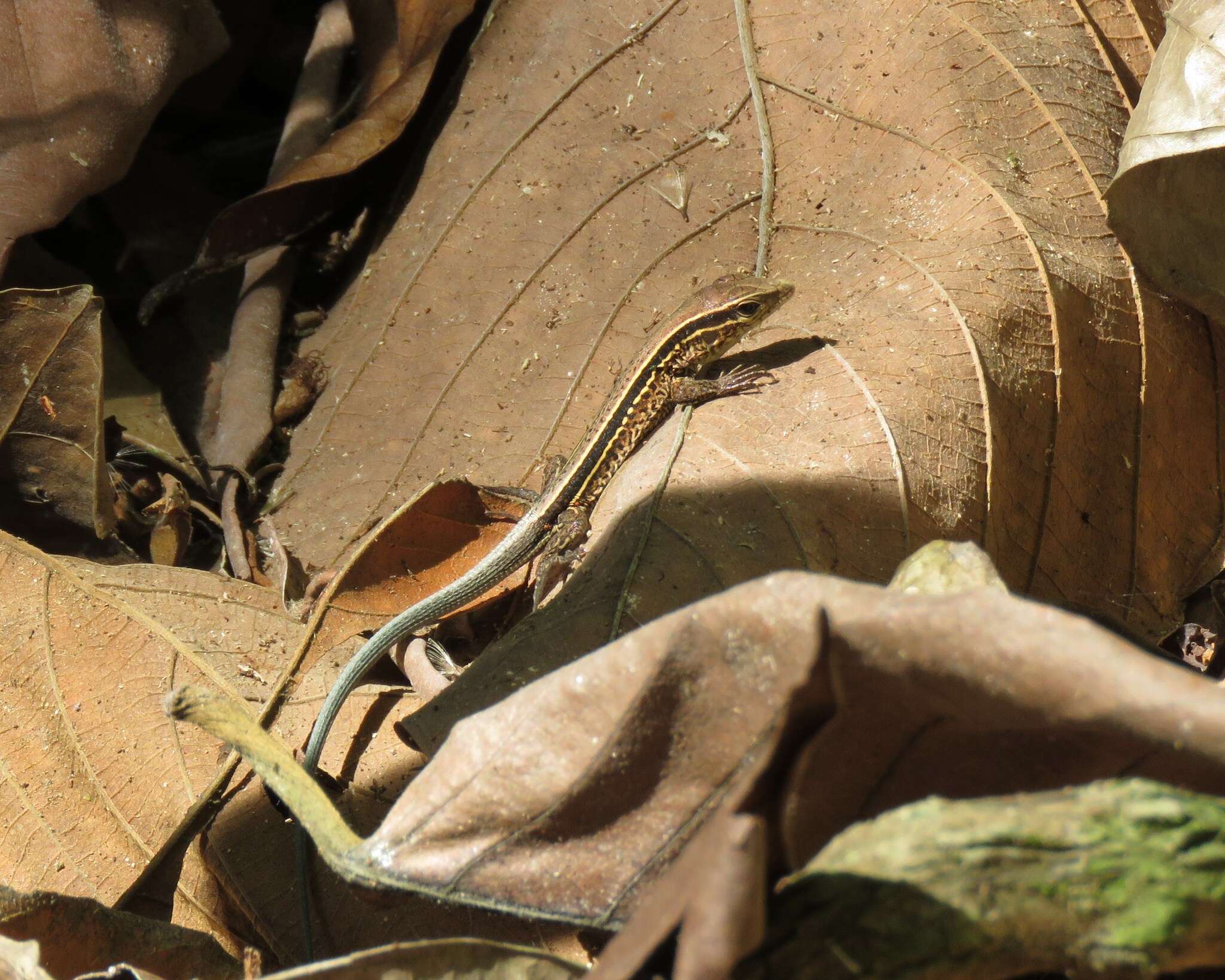 Image of Four-lined Ameiva