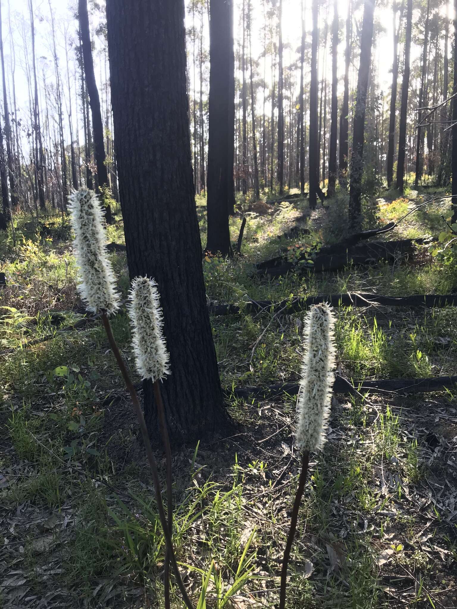 Image of Xanthorrhoea minor R. Br.