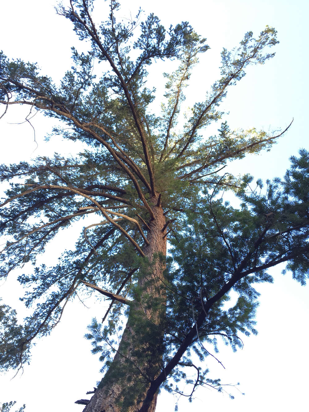 Pseudotsuga macrocarpa (Vasey) Mayr resmi