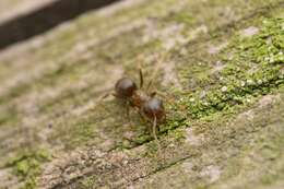 Image de Lasius hayashi Yamauchi & Hayashida 1970