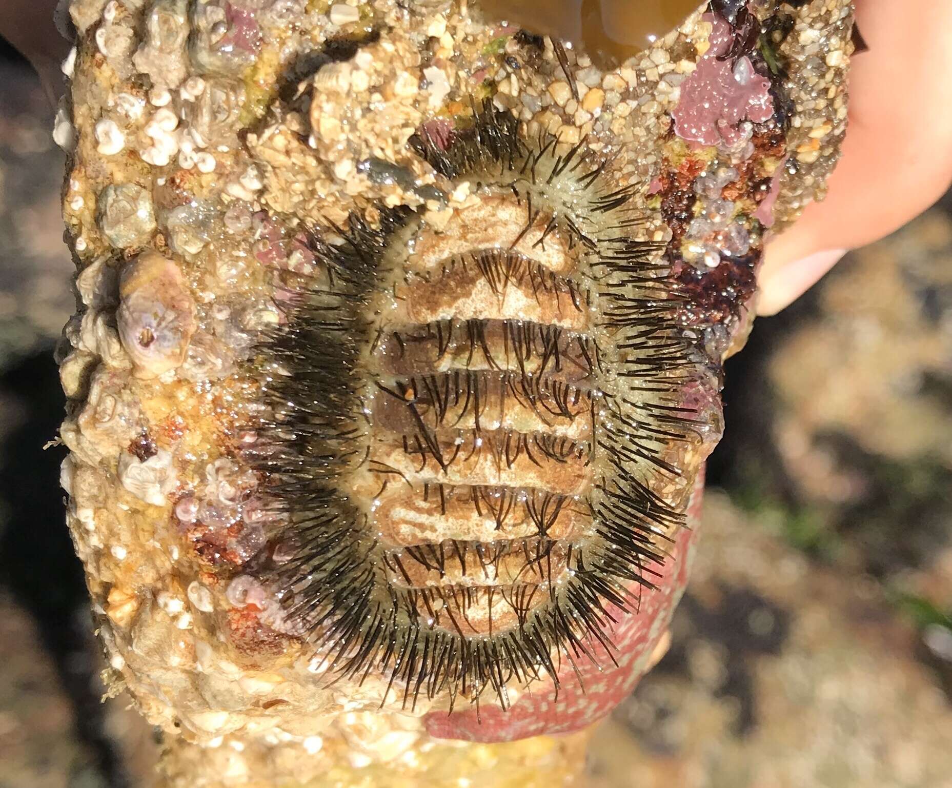 Слика од Chaetopleura peruviana (Lamarck 1819)