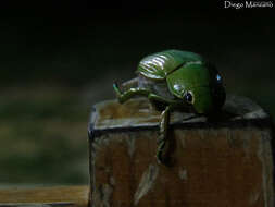 Imagem de Chrysina paulseni Hawks 2017