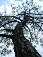 Image de Pinus oocarpa Schiede ex Schltdl.