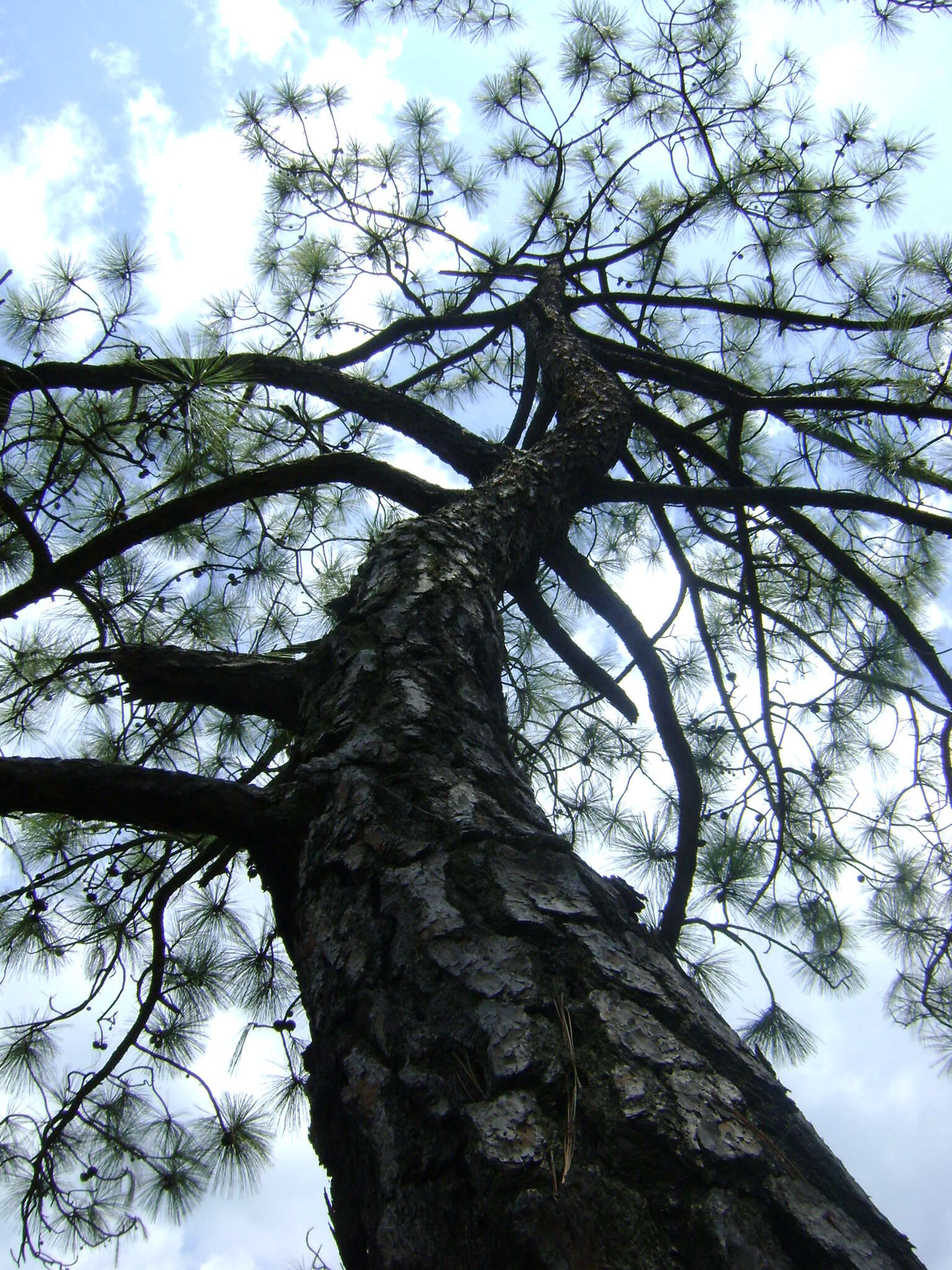 Image de Pinus oocarpa Schiede ex Schltdl.