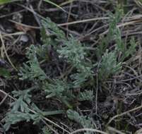 Imagem de Artemisia arctica