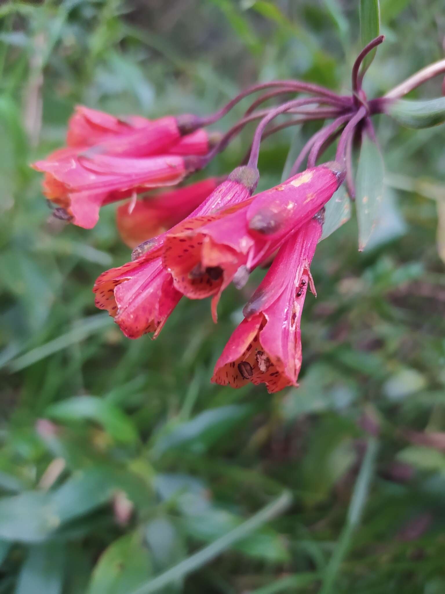 Imagem de Bomarea hirsuta (Kunth) Herb.