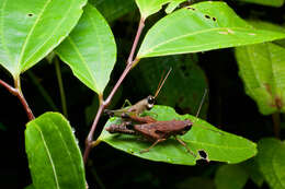 Image of Cingalia dubia (Walker & F. 1870)