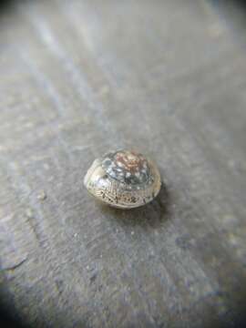 Image of girdled snail