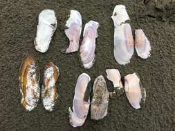 Image of Pacific razor clam