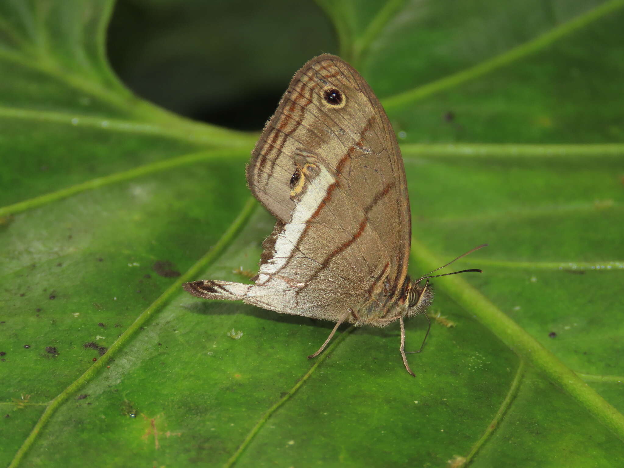 Imagem de Euptychoides nossis Hewitson 1862