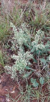 Слика од Asparagus flavicaulis (Oberm.) Fellingham & N. L. Mey.