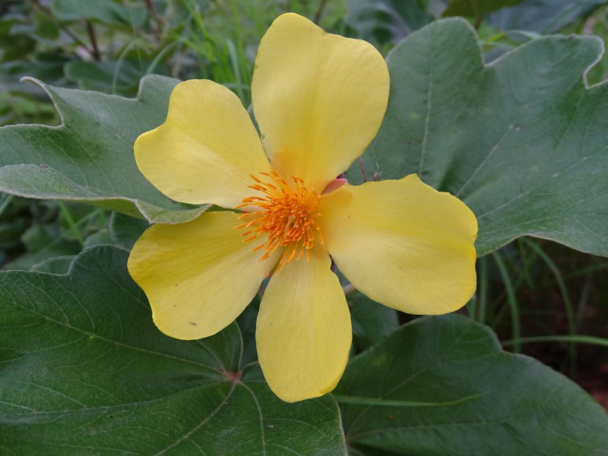 Image of Cochlospermum planchonii Hook. fil. ex Planch.