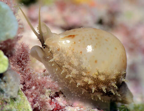 Image of chick-pea cowrie