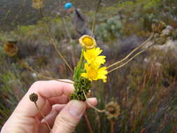 Image of Euryops rehmannii Compton