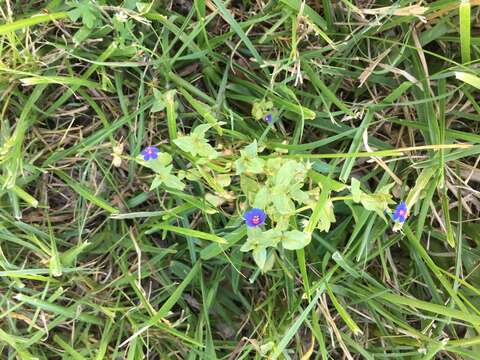 Imagem de Lysimachia foemina (Mill.) U. Manns & Anderb.