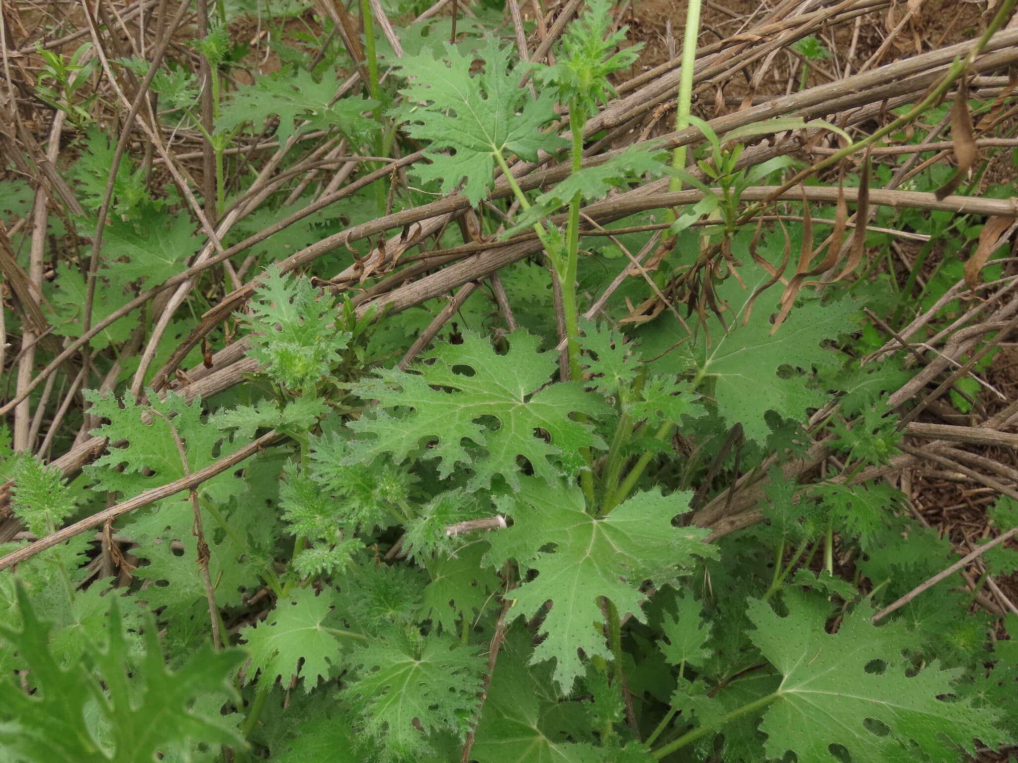 Image of Loasa prostrata Gill. ex Arn.