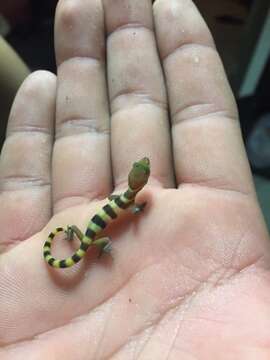 Image of Desert Banded Gecko