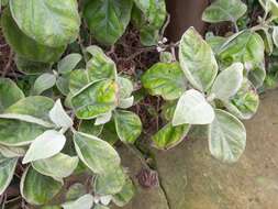 Image of Barleria albostellata C. B. Cl.