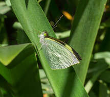 Plancia ëd Leptophobia eleone (Doubleday 1847)