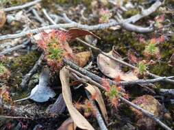 Imagem de Drosera lasiantha Lowrie & Carlquist