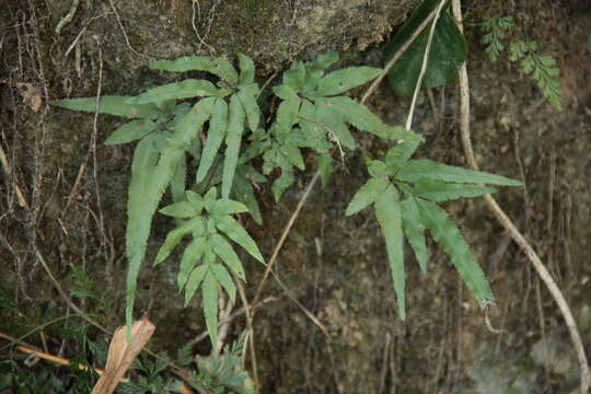 Sivun Pteris multifida Poir. kuva