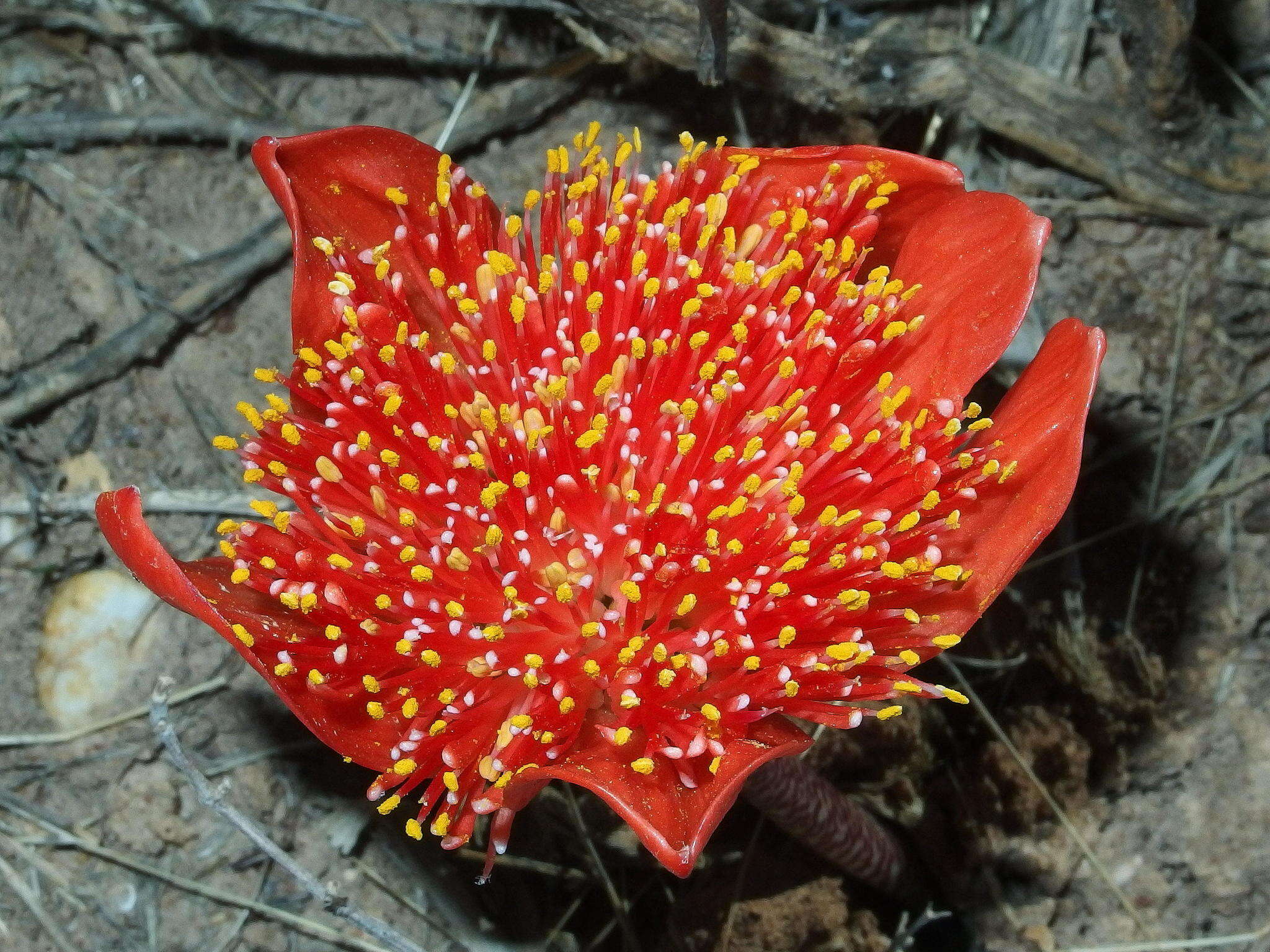 Imagem de Haemanthus coccineus L.