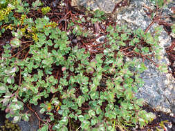 Image of alpine bilberry