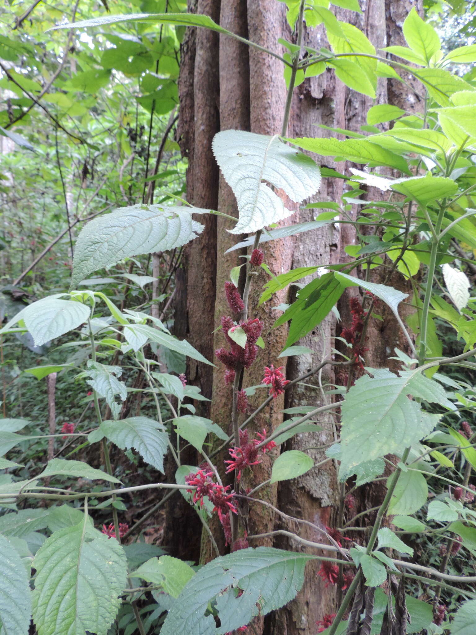 Image of Achyrospermum carvalhoi Gürke