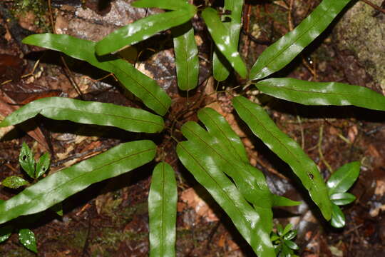 Image of Lygodium lanceolatum Desv.