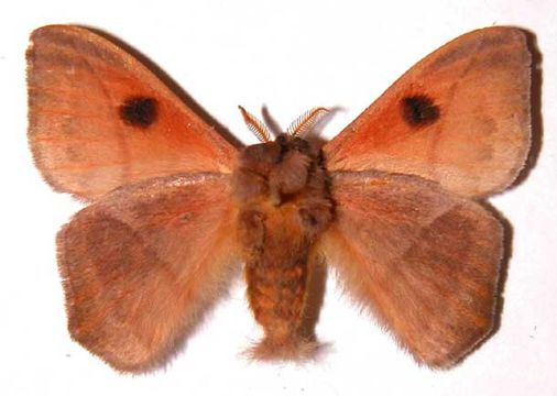 Image of <i>Hylesia lineata</i> Druce 1886