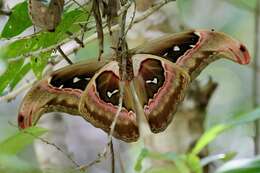 Image of Attacus caesar Maassen (1872)