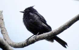 Image of Crested Black Tyrant