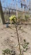 Image of Descurainia erodiifolia (Phil.) Prantl ex Reiche