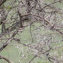 Image of Prinia rufifrons smithi (Sharpe 1895)