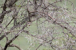 Image of Prinia rufifrons smithi (Sharpe 1895)